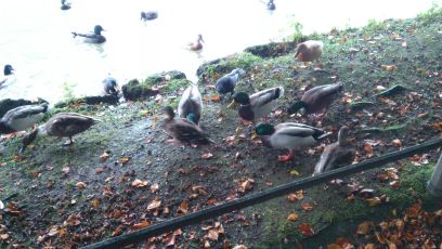 The ducks