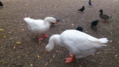 Geese and a murder of crows